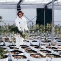 Understanding Medical Cannabis Cultivation in the UK