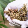 Exploring Private Pharmacies for Medical Cannabis in the UK