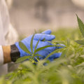 The Clinical Trials of Medical Cannabis in the UK